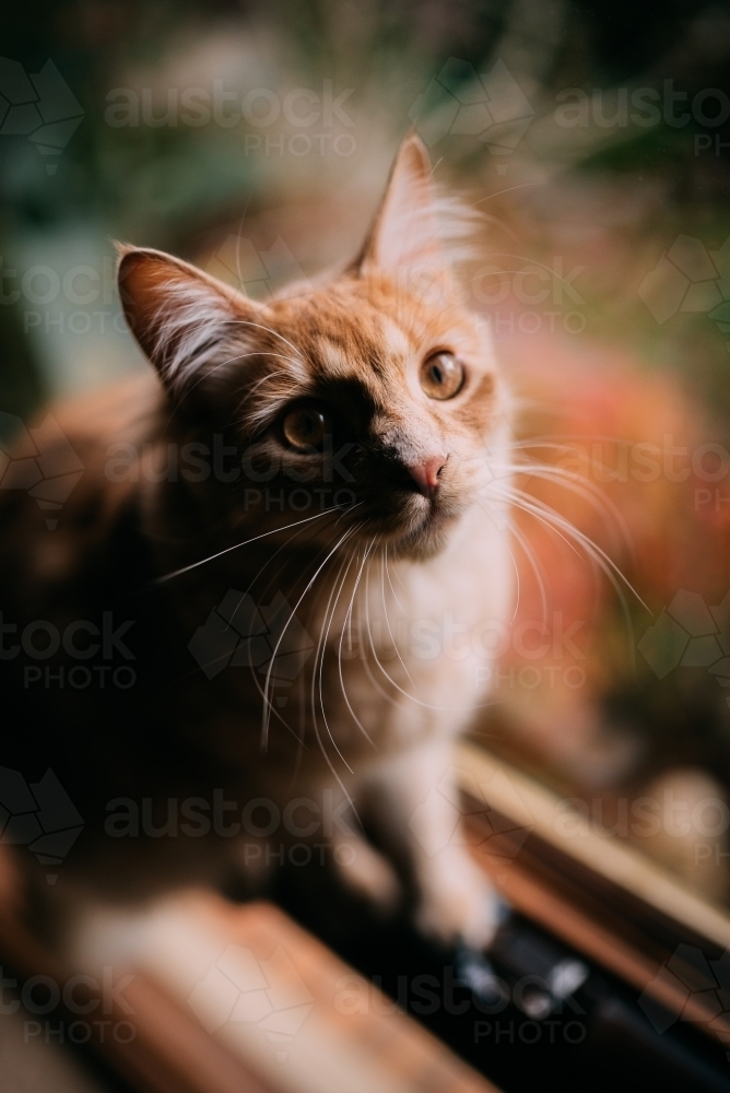 Ginger cat by the window - Australian Stock Image