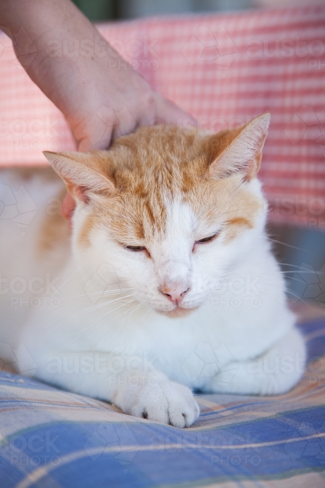 Ginger cat falling asleep on chair - Australian Stock Image