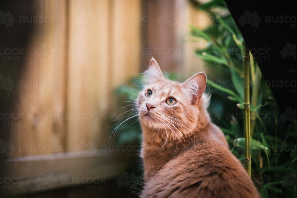 Ginger cat looking up - Australian Stock Image