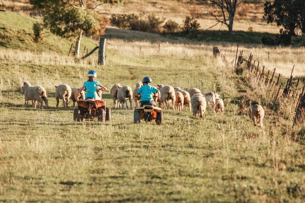 Girl and boy on quad bikes rounding up sheep on farm paddock - Australian Stock Image