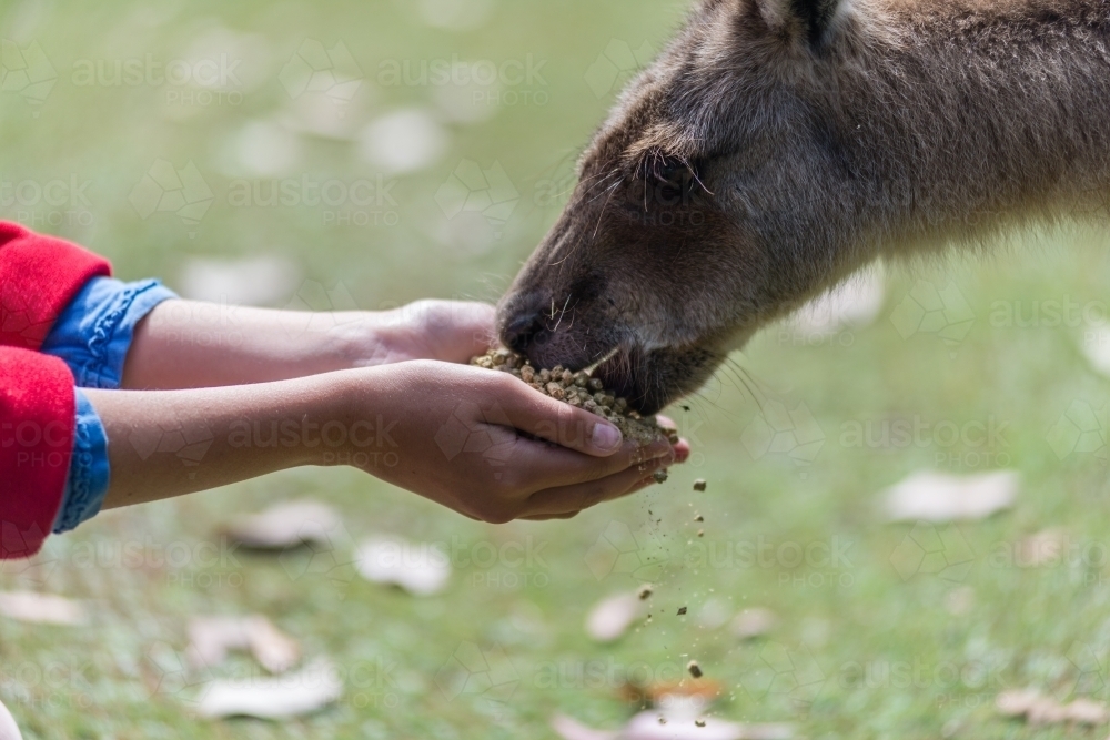 girl feeding kangaroo at a zoo - Australian Stock Image