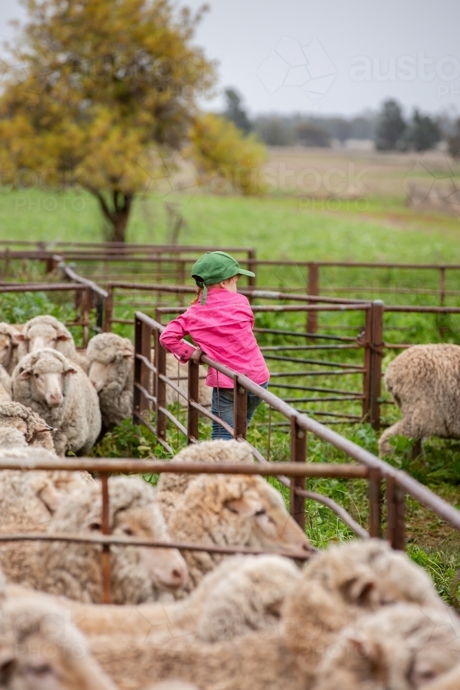 Girl helping in the sheep yards - Australian Stock Image