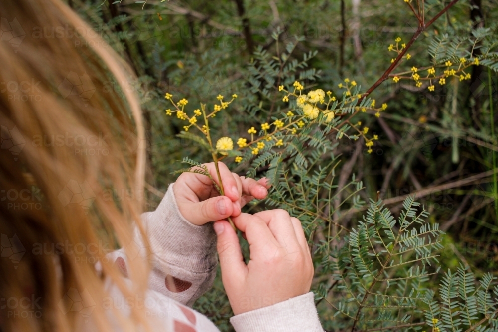 Girl outdoors in nature holding a sprig of native wattle flowers - Australian Stock Image