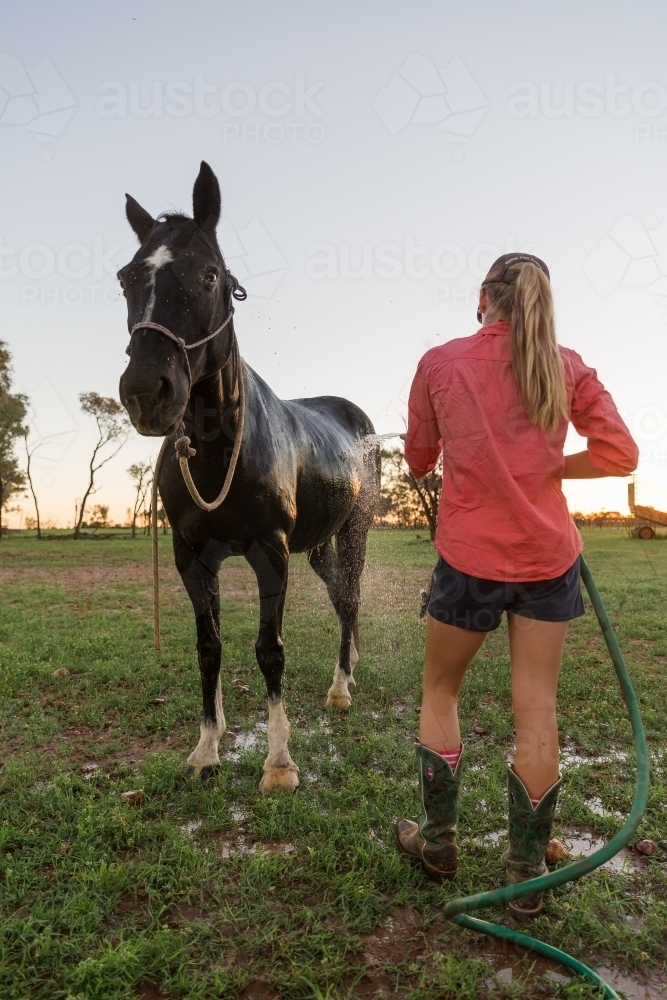 Girl washing a horse - Australian Stock Image