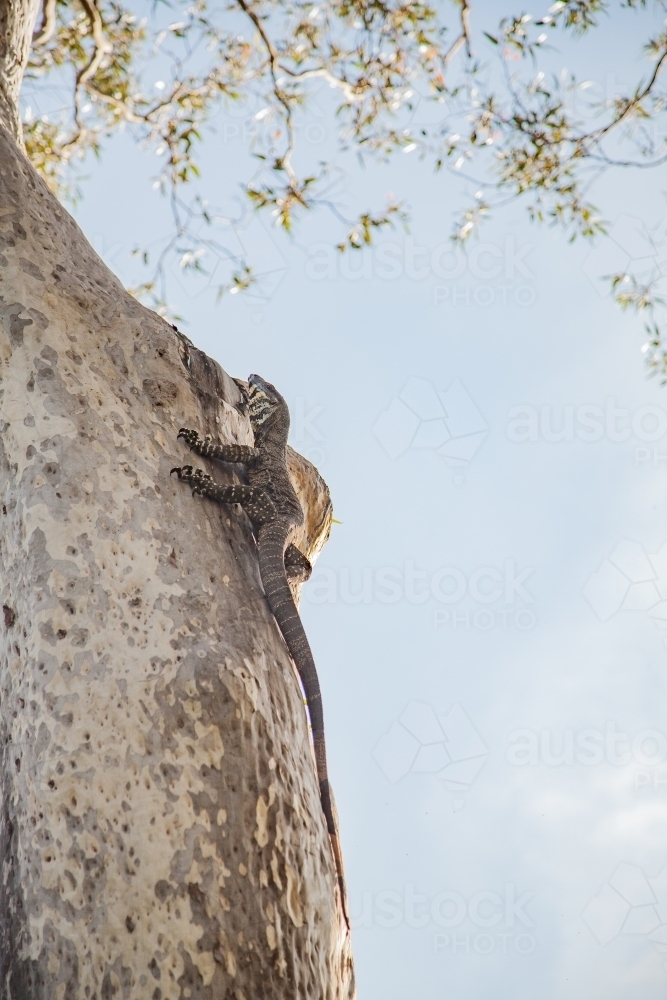 Goanna monitor lizard climbing up the trunk of a spotted gum tree - Australian Stock Image