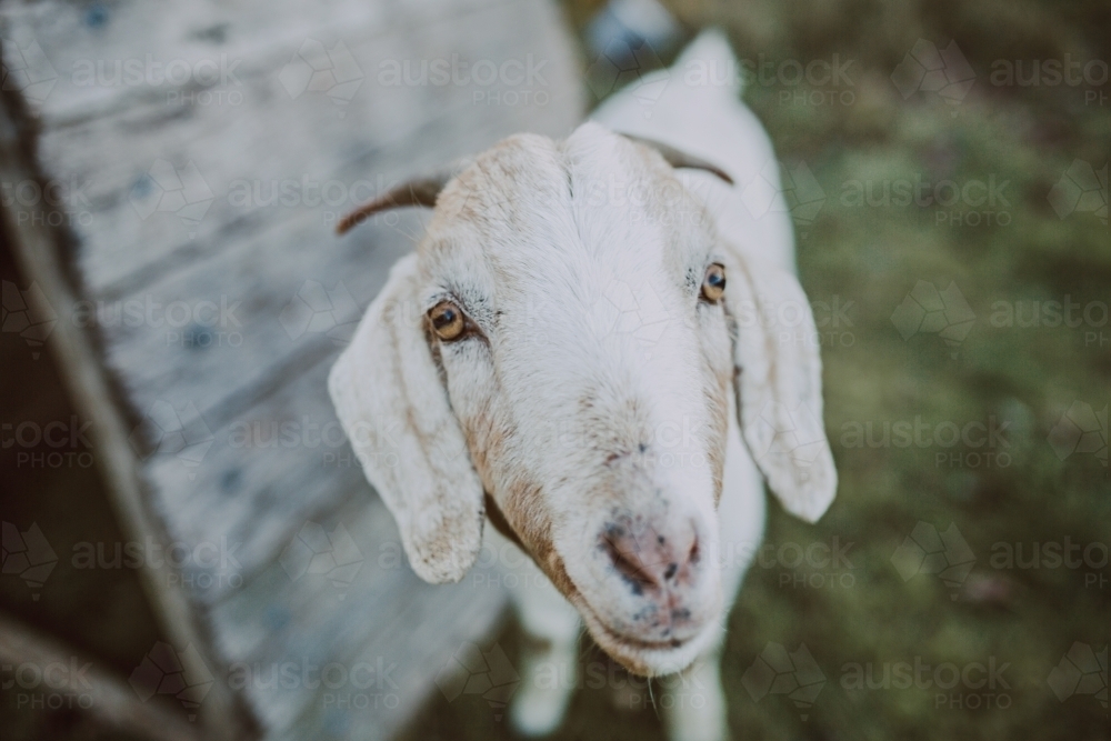 Goat - Australian Stock Image