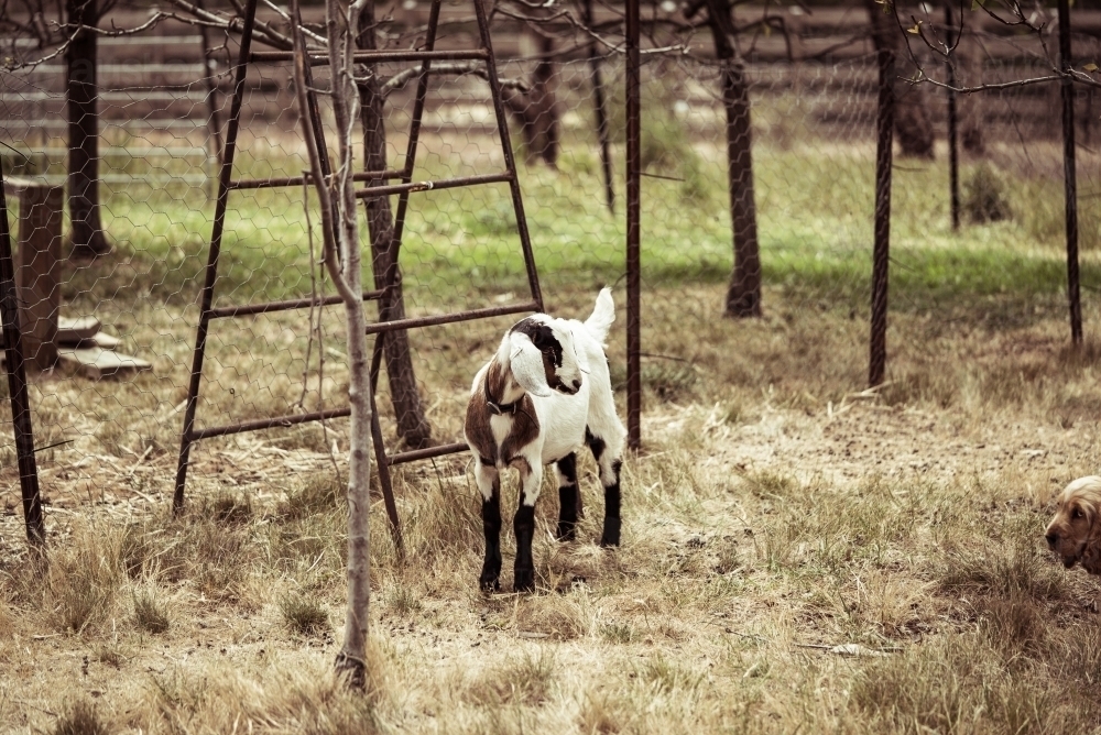 Goat beside wire fence looking at off-shot dog - Australian Stock Image