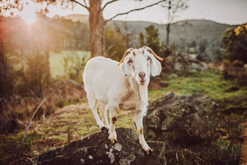 Goat standing on rocks in paddock with sun flare - Australian Stock Image