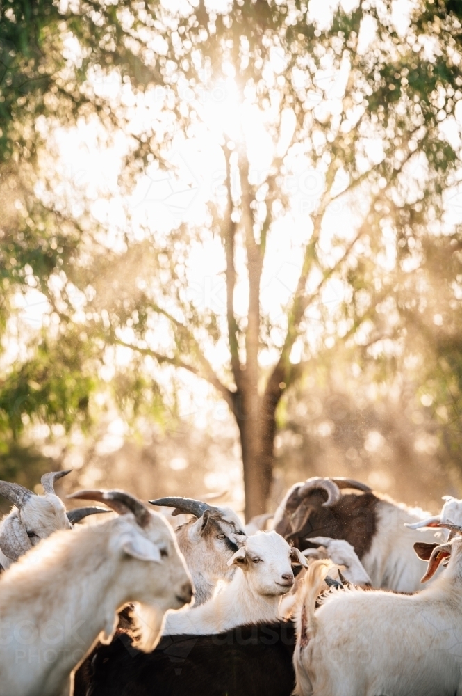 Goats by a tree in the sun - Australian Stock Image