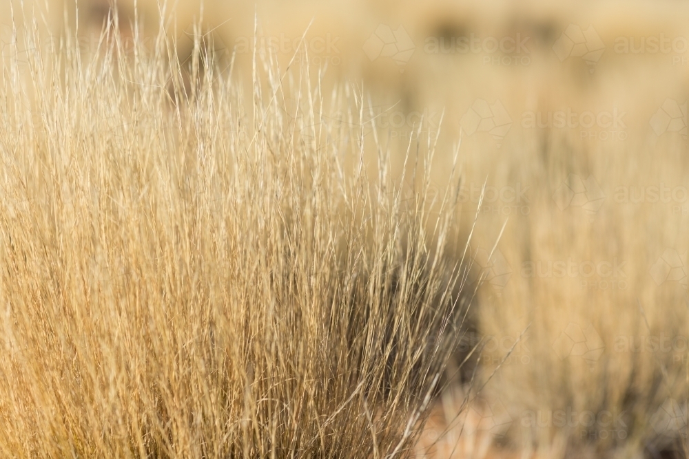 Golden dry grass clumps in close-up - Australian Stock Image