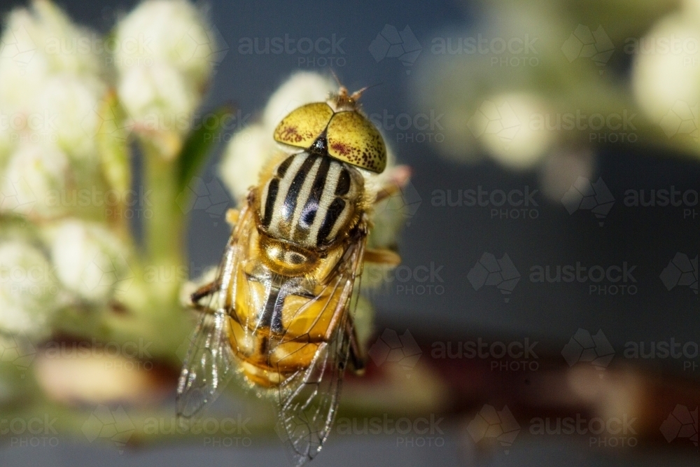 Golden fly on blossom - Australian Stock Image