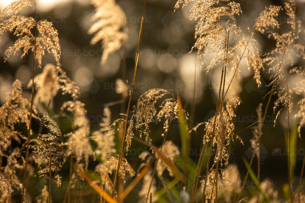 Golden grass at sunset - Australian Stock Image