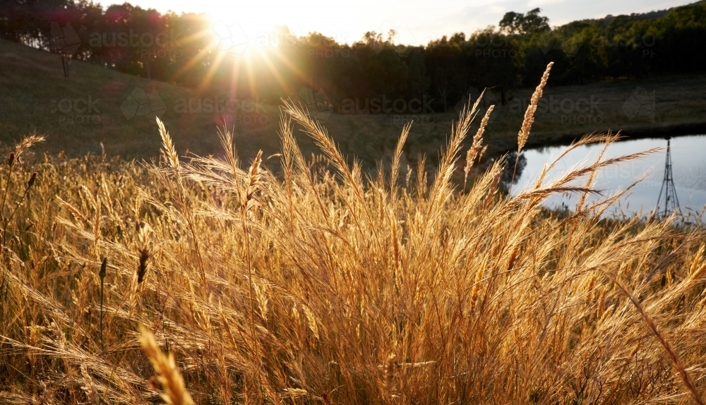 Golden Grass in a Paddock - Australian Stock Image