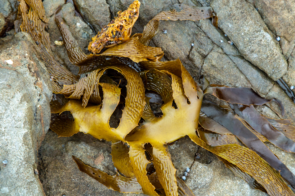 Golden kelp, leather kelp, or common kelp, Ecklonia radiata, washed onto coastal rocks. - Australian Stock Image