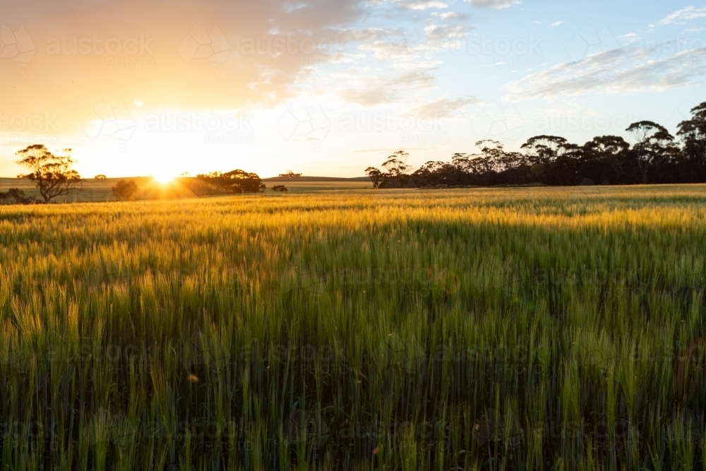 golden light over barley field - Australian Stock Image