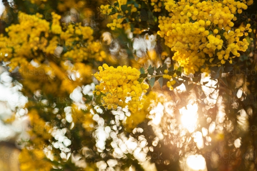 Golden light through wattle flowers - Australian Stock Image