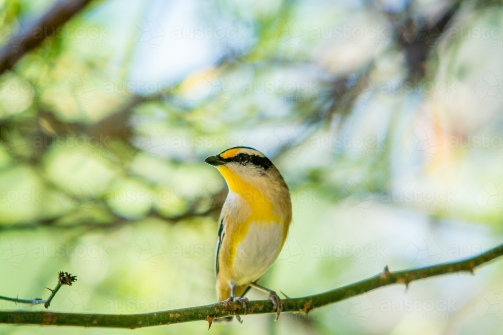 Golden little bird perched on thorny branch - Australian Stock Image