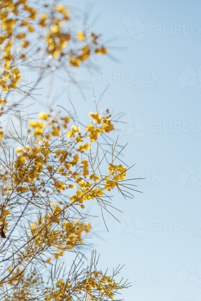 Golden native acacia flowers against blue sky - Australian Stock Image