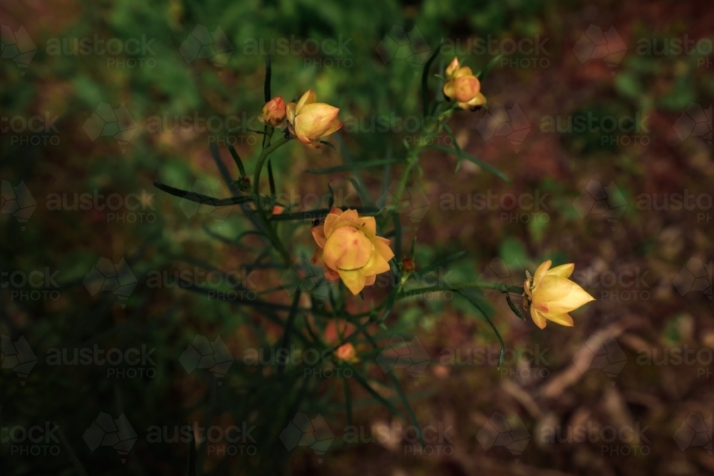 Golden Paper Daisy - Xerochrysum viscosum - growing wild in the Terrick Terrick National Park - Australian Stock Image