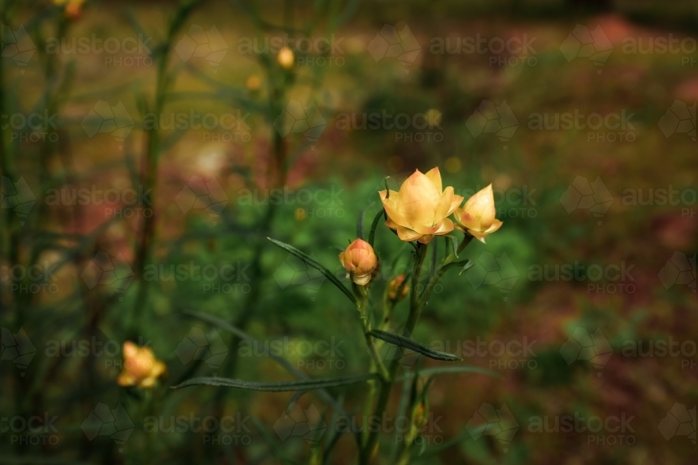 Golden Paper Daisy - Xerochrysum viscosum - growing wild in the Terrick Terrick National Park - Australian Stock Image