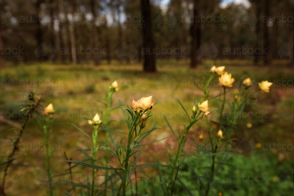 Golden Paper Daisy - Xerochrysum viscosum - growing wild in the Terrick Terrick National Park - Australian Stock Image