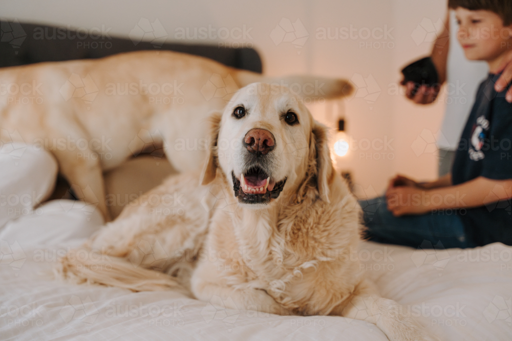 Golden retriever comfortably lying on the bed. - Australian Stock Image