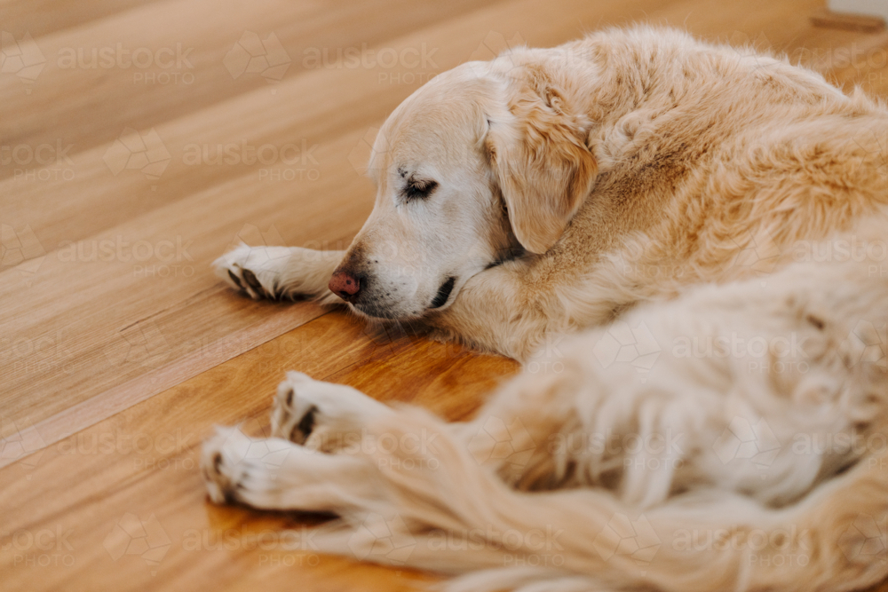 Golden retriever laying on floorboards at home - Australian Stock Image