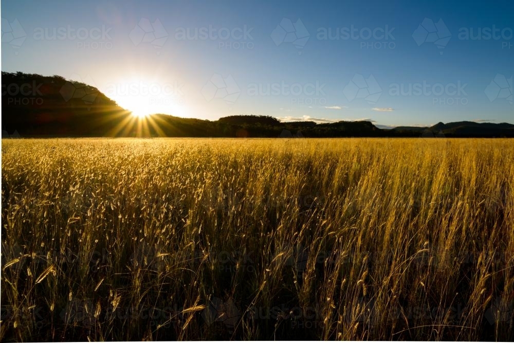 Golden seed heads of Queensland Bluegrass glow in the sunset at Marlong Plain, Mt Moffatt NP - Australian Stock Image