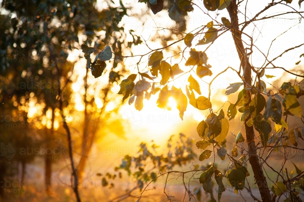 Golden sun flare through leaves of gum tree at sunset - Australian Stock Image