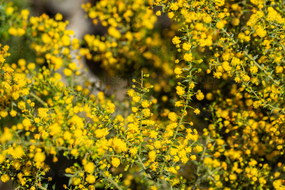 Golden wattle blooms on small spikey acacia shrub in bushland - Australian Stock Image