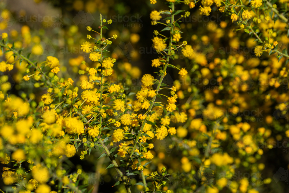 Golden wattle blooms on small spikey acacia shrub in bushland - Australian Stock Image