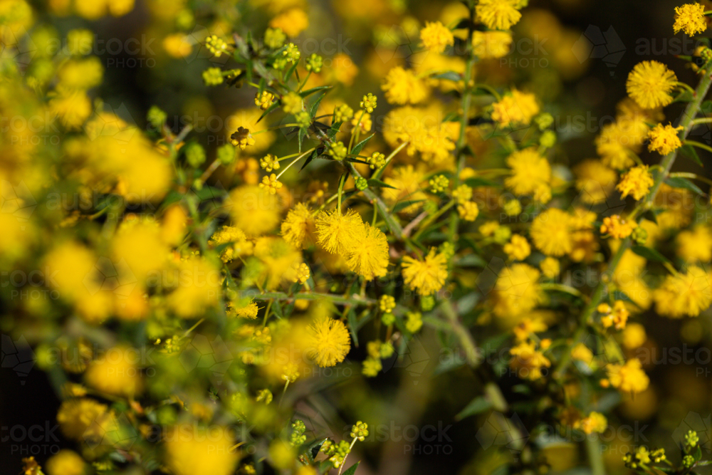 Golden wattle blooms on small spikey acacia shrub in bushland - Australian Stock Image