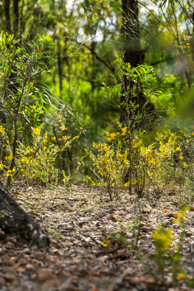 Golden wattle blooms on small spikey acacia shrub in bushland - Australian Stock Image