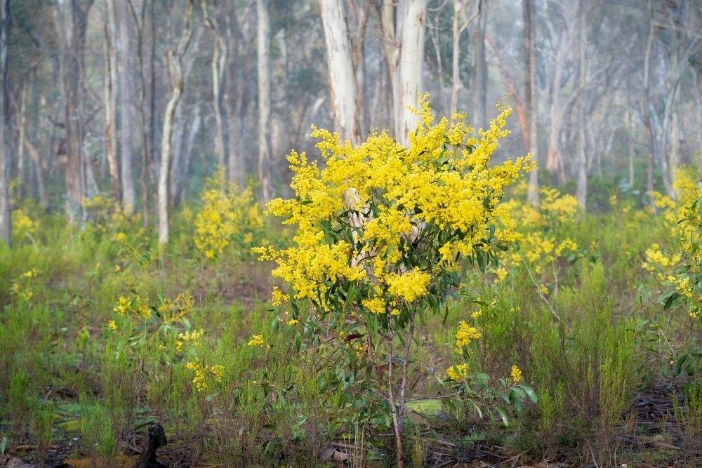 Golden wattle bushes between trunks of gum trees in the Australian bush - Australian Stock Image