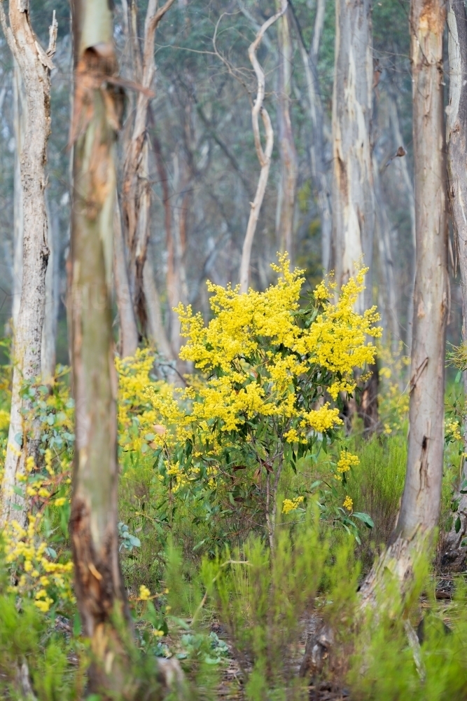 Golden wattle bushes between trunks of gum trees in the Australian bush - Australian Stock Image