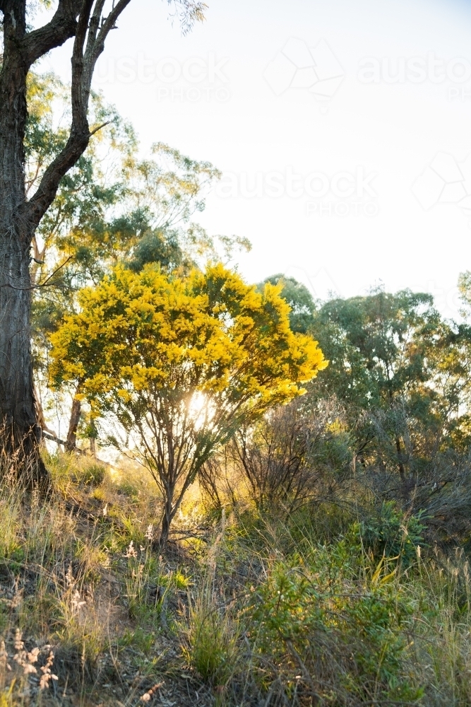 Golden wattle flowering on bush backlit by sun in Aussie spring bushland - Australian Stock Image