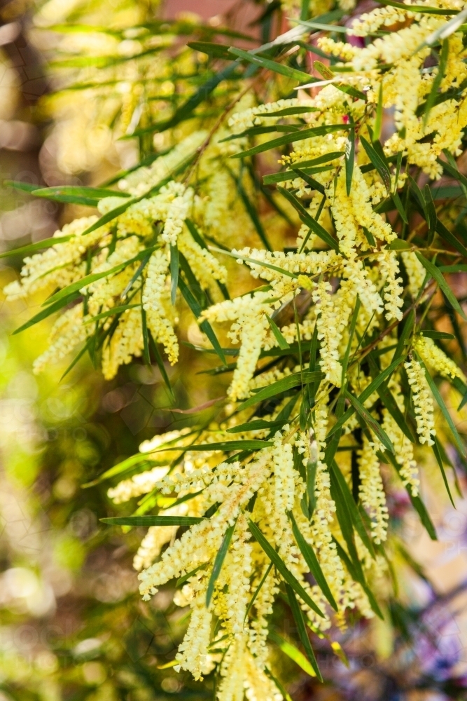 Golden wattle flowers - Australian Stock Image