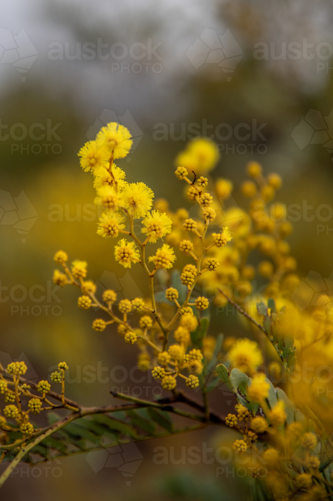 Golden wattle flowers - Australian Stock Image