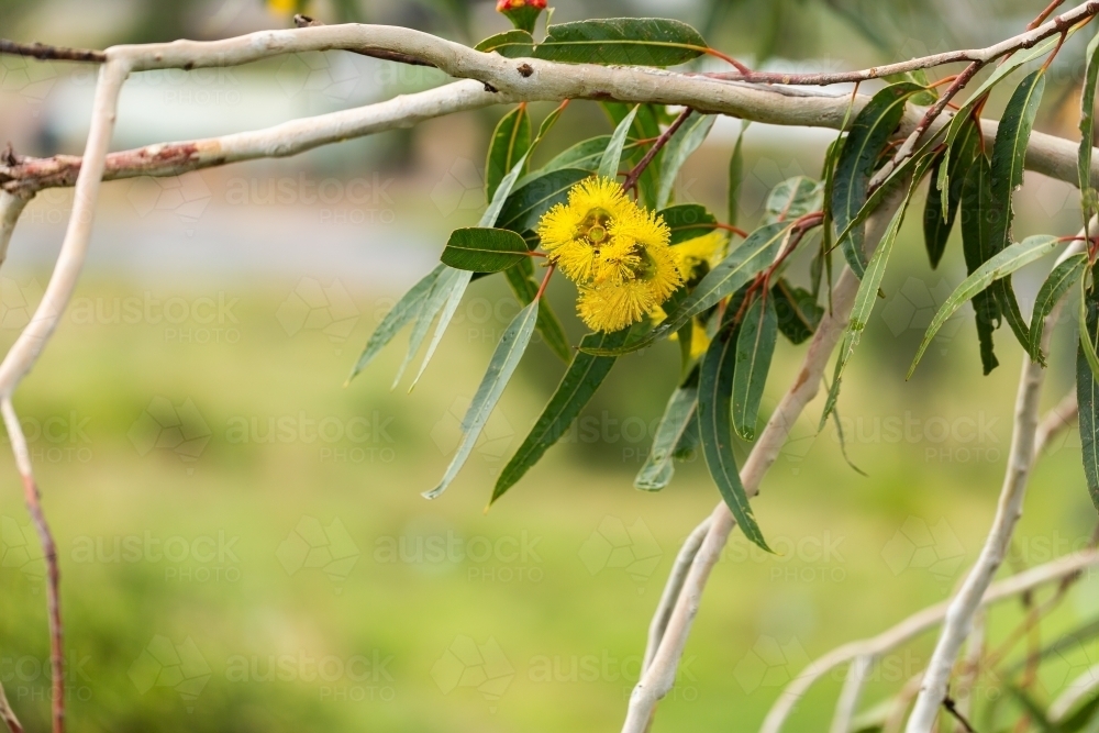 Golden yellow gum flowers on eucalypt tree with green leaves and copy space - Australian Stock Image