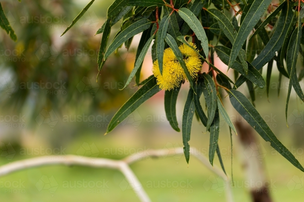 Golden yellow gum flowers on eucalypt tree with green leaves and copy space - Australian Stock Image