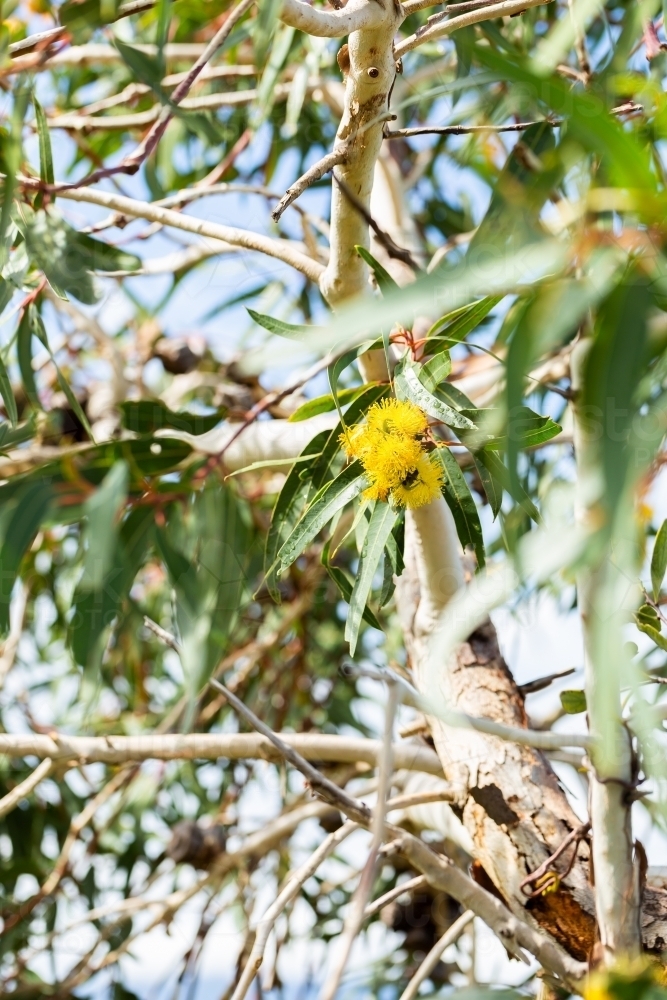 Golden yellow gum flowers on eucalypt tree with green leaves and copy space - Australian Stock Image