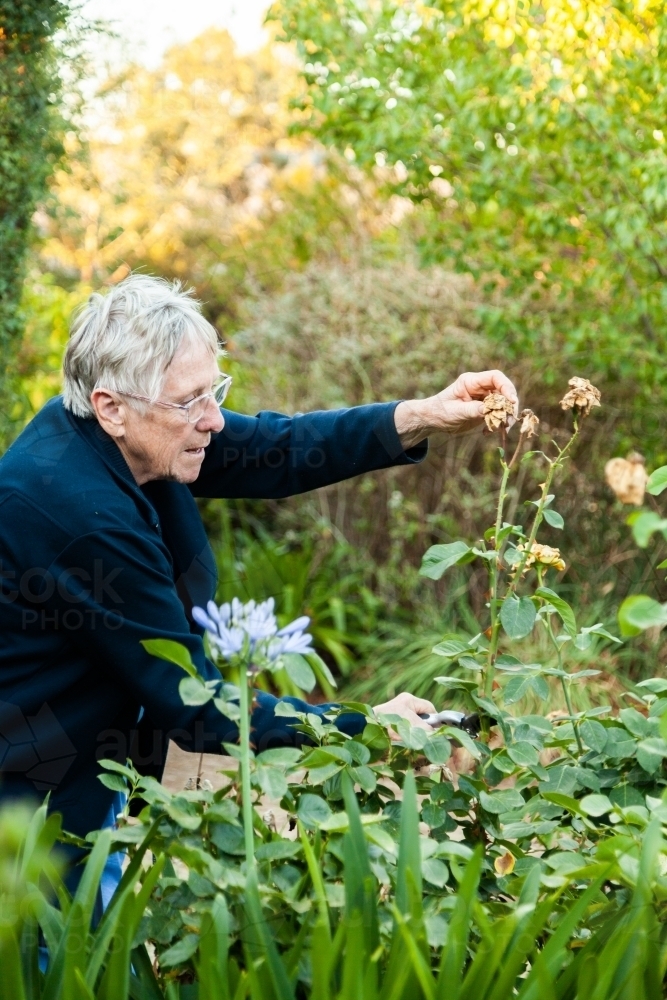 Grandmother pruning roses in her garden - Australian Stock Image