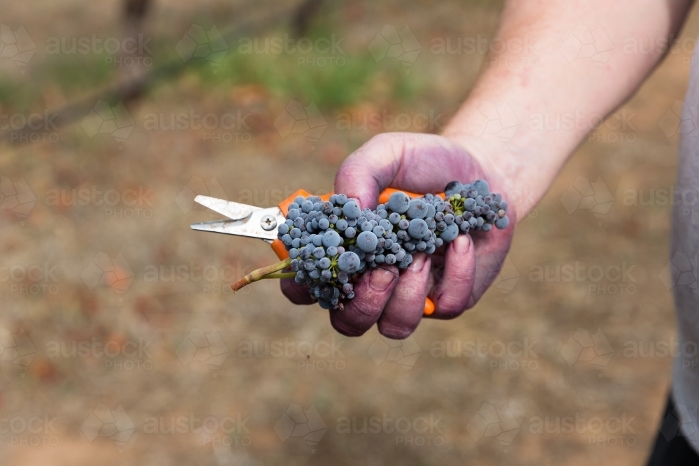 Grape picking at vintage in the Barossa Valley - Australian Stock Image