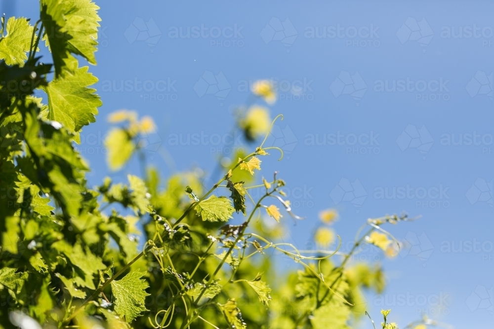 Grape vine tendrils reaching out in blue sky - Australian Stock Image