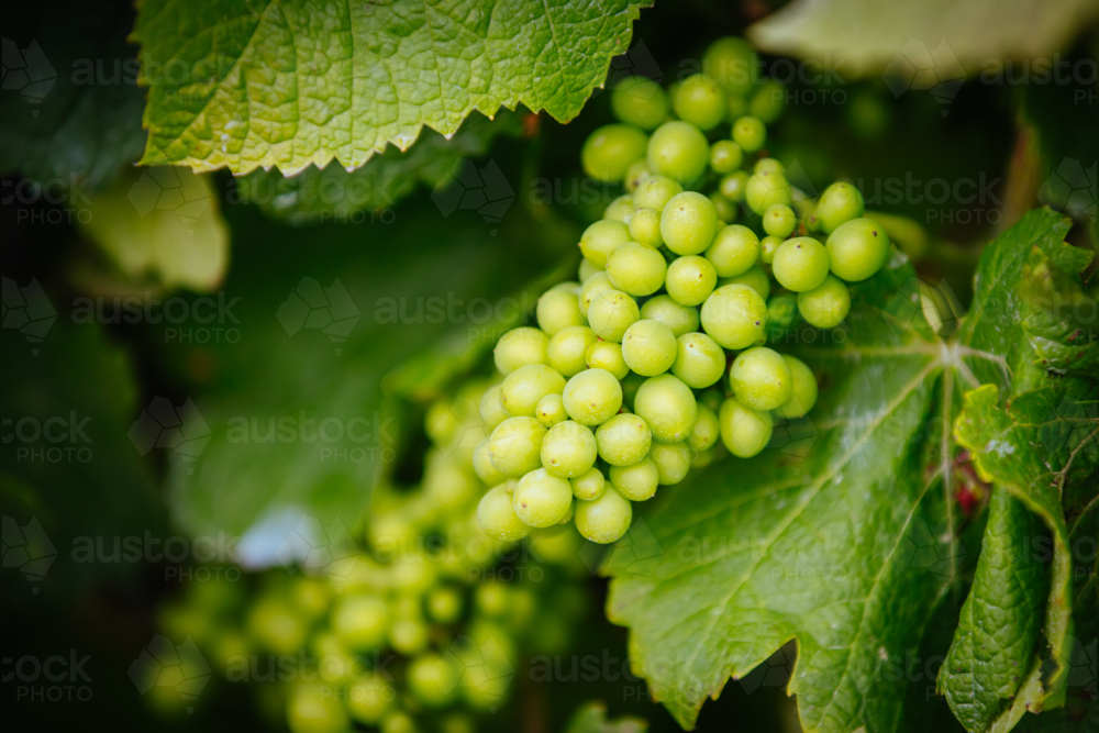 Grape vines close to harvest on a sunny day on the Mornington Peninsula in Victoria, Australia - Australian Stock Image