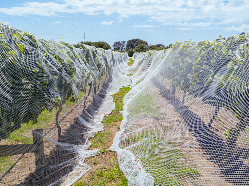 Grape vines close to harvest on a sunny day on the Mornington Peninsula in Victoria, Australia - Australian Stock Image