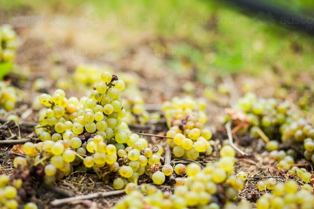 Grapes dropped on ground after hail and disease damaged them - Australian Stock Image