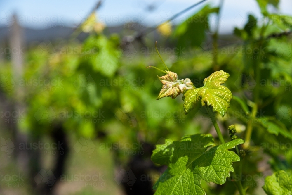 Grapevines in rows with new spring growth sprouting in vineyard in Pokolbin Hunter Valley - Australian Stock Image