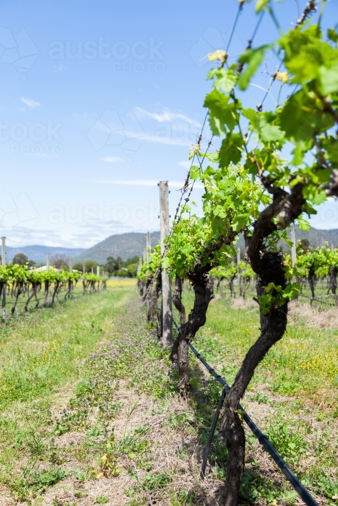 Grapevines in rows with new spring growth sprouting in vineyard in Pokolbin Hunter Valley - Australian Stock Image