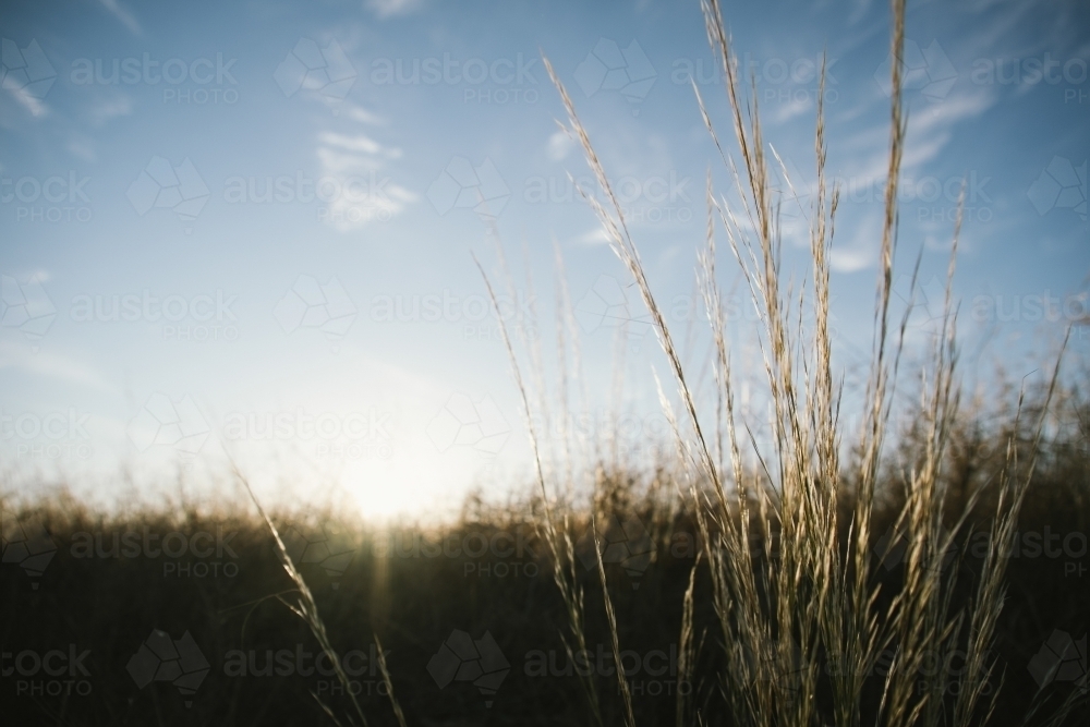 Grass at sunrise in the Avon Valley in Western Australia - Australian Stock Image